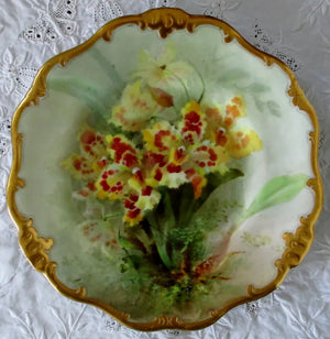 David Dewsberry Odontoglossum. Var,Rothschild Plate