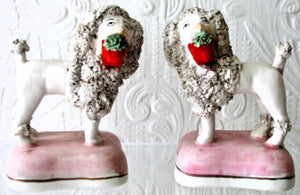 Pair Miniature Poodles 1a